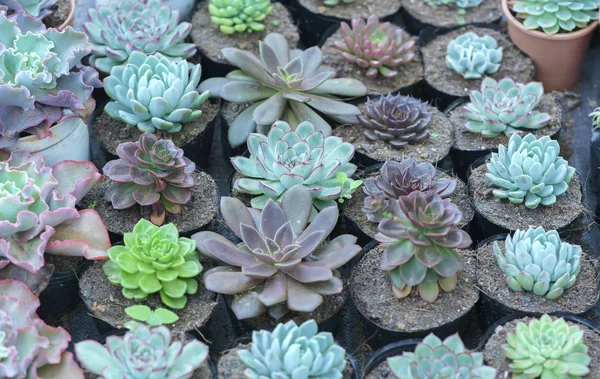 Succulente Aiuole Piantare Giardino Questa Una Specie Famiglia Cactus Che — Foto Stock