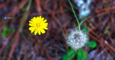 Karahindiba çiçeği ile İpek iplik güneşin bu vahşi çiçek güzelliği onurlandırmak için doğal kökenli ışıltılı erken ışığında.