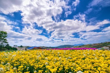 Sarı papatya çiçek alan bahar sabah mavi bulutlu gökyüzü arka plan güzel yaylaları ile çiçeklenme