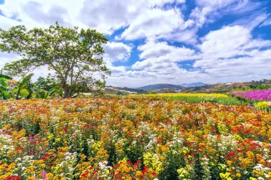 Sarı papatya çiçek alan bahar sabah mavi bulutlu gökyüzü arka plan güzel yaylaları ile çiçeklenme