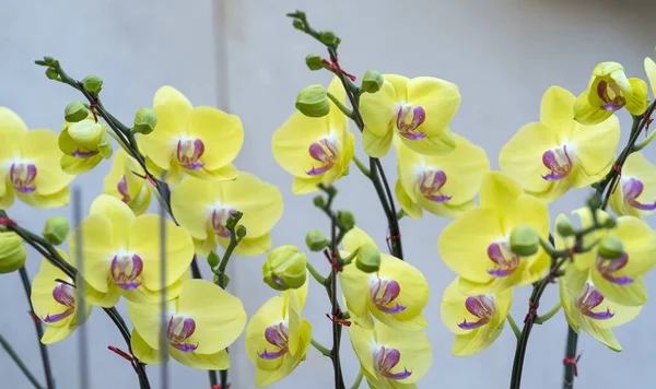 Flores Orquídeas Phalaenopsis Florescem Primavera Adornam Beleza Natureza — Fotografia de Stock