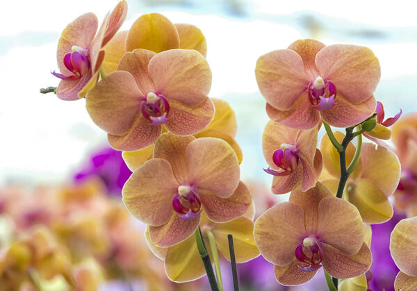 Фаленопсис орхидеи цветы цветут весной украсить красоту природы
. 