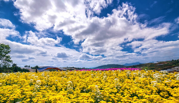 Yellow daisy flower field blooming in spring morning with blue cloudy sky background beautifully in the highlands