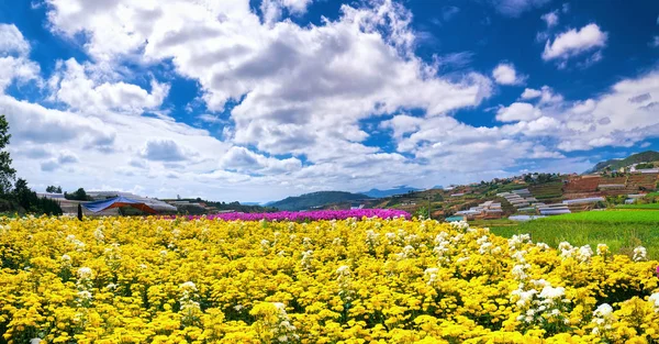 Yellow Daisy Flower Field Blooming Spring Morning Blue Cloudy Sky — Stock Photo, Image