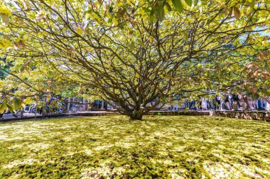 Ochna integerrima çiçek çiçeklenme erken güneş kırsal. Vietnam en büyük kayısı ağacında yüksekliği ile 4 metre ve gölgelik üzerinde 5 metre, Vietnamca, sembolü ay yeni yıl içinde bu.