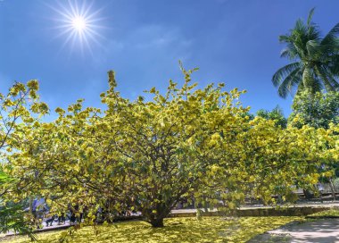 Ochna integerrima çiçek çiçeklenme erken güneş kırsal. Vietnam en büyük kayısı ağacında yüksekliği ile 4 metre ve gölgelik üzerinde 5 metre, Vietnamca, sembolü ay yeni yıl içinde bu.