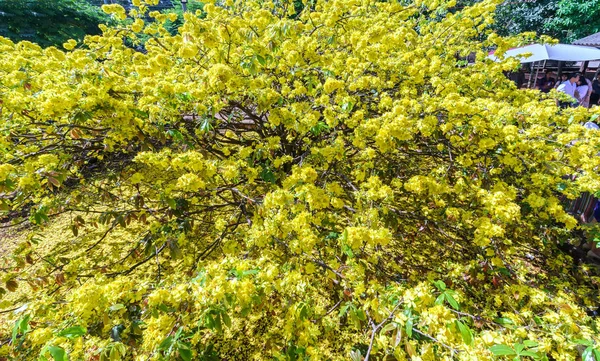 Ochna Integerrima Floare Înflorind Soarele Devreme Mediul Rural Acesta Este — Fotografie, imagine de stoc