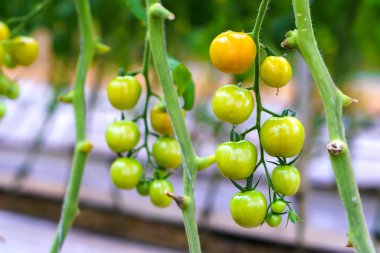 Bahçede hazırlanmış domatesler. Bu, anthocyanin açısından zengin bir meyve. Yaşlanma sürecini yavaşlatan yüksek antioksidan insanlar için çok yararlı..
