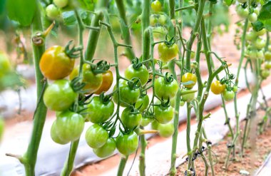 Bahçede hazırlanmış domatesler. Bu, anthocyanin açısından zengin bir meyve. Yaşlanma sürecini yavaşlatan yüksek antioksidan insanlar için çok yararlı..