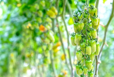 Bahçede hazırlanmış domatesler. Bu, anthocyanin açısından zengin bir meyve. Yaşlanma sürecini yavaşlatan yüksek antioksidan insanlar için çok yararlı..