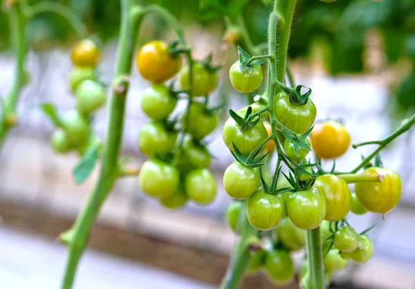 Paradicsom Kertben Egy Gyümölcs Gazdag Antocianin Magas Antioxidánsok Amelyek Lassítják — Stock Fotó