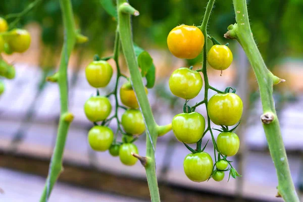 Paradicsom Kertben Egy Gyümölcs Gazdag Antocianin Magas Antioxidánsok Amelyek Lassítják — Stock Fotó