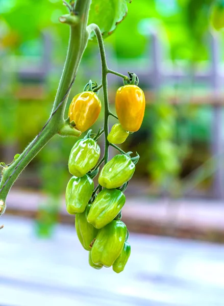 Tomates Preparados Jardim Este Fruto Rico Antocianina Altos Antioxidantes Que — Fotografia de Stock
