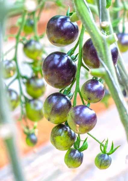 靛蓝玫瑰黑西红柿藤成熟的花园 这种类型从红西红柿和紫色西红柿中富含花青素 高抗氧化剂延缓衰老过程对人类非常有益 — 图库照片