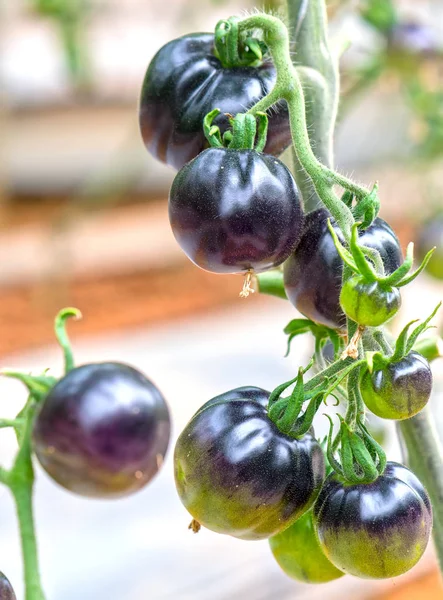 Indigo Rose Black Tomaat Wijnstokken Rijpe Tuin Dit Type Gefokt — Stockfoto
