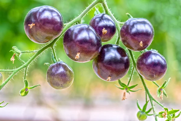 Indigo Rose Black Tomate Videira Madura Jardim Este Tipo Criado — Fotografia de Stock