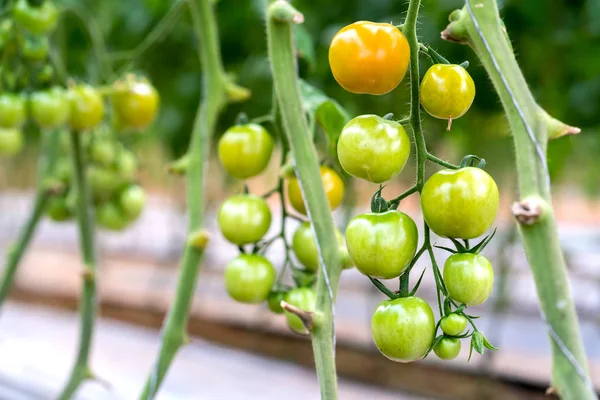 Paradicsom Kertben Egy Gyümölcs Gazdag Antocianin Magas Antioxidánsok Amelyek Lassítják — Stock Fotó