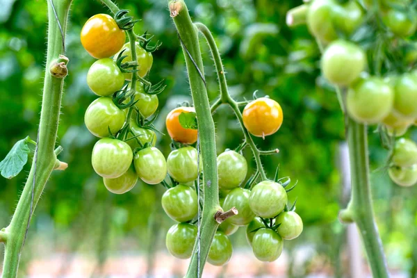 Tomates Preparados Jardim Este Fruto Rico Antocianina Altos Antioxidantes Que — Fotografia de Stock