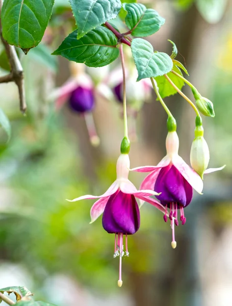 ᐈ Fuschia Flowers Stock Pictures Royalty Free Fuchsia Lantern Flower Images Download On Depositphotos