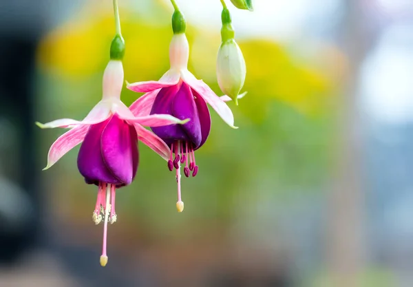 ᐈ Fuschia Flowers Stock Pictures Royalty Free Fuchsia Lantern Flower Images Download On Depositphotos