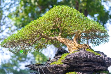 Bir tepsi veya pot bitki kök şeklinde yeşil bonsai ağacı şeklinde esnaf oluşturmak güzel doğa sanat