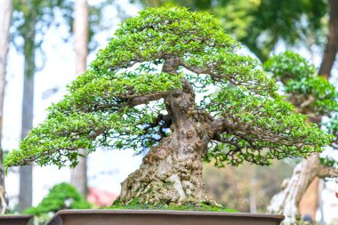 Bir tepsi veya pot bitki kök şeklinde yeşil bonsai ağacı şeklinde esnaf oluşturmak güzel doğa sanat