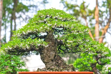 Bir tepsi veya pot bitki kök şeklinde yeşil bonsai ağacı şeklinde esnaf oluşturmak güzel doğa sanat