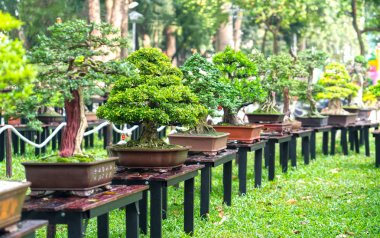 Bir tepsi veya pot bitki kök şeklinde yeşil bonsai ağacı şeklinde esnaf oluşturmak güzel doğa sanat