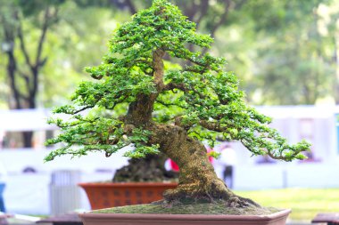 Bir tepsi veya pot bitki kök şeklinde yeşil bonsai ağacı şeklinde esnaf oluşturmak güzel doğa sanat