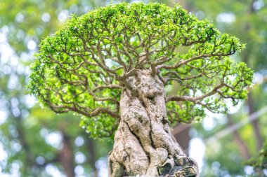 Bir tepsi veya pot bitki kök şeklinde yeşil bonsai ağacı şeklinde esnaf oluşturmak güzel doğa sanat