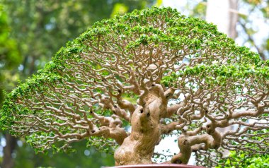 Bir tepsi veya pot bitki kök şeklinde yeşil bonsai ağacı şeklinde esnaf oluşturmak güzel doğa sanat