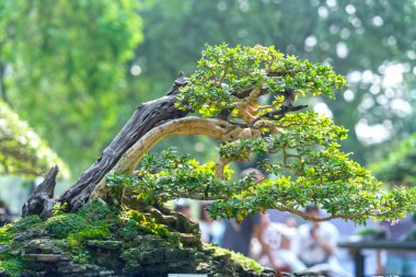 Bir tepsi veya pot bitki kök şeklinde yeşil bonsai ağacı şeklinde esnaf oluşturmak güzel doğa sanat