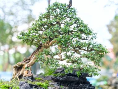 Bir tepsi veya pot bitki kök şeklinde yeşil bonsai ağacı şeklinde esnaf oluşturmak güzel doğa sanat