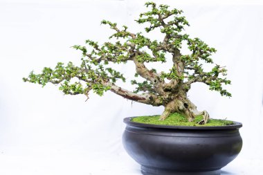 Bir pot bitki kök şeklinde beyaz arka plan üzerinde izole yeşil eski bonsai ağacı şeklinde esnaf oluşturmak güzel doğa sanat.