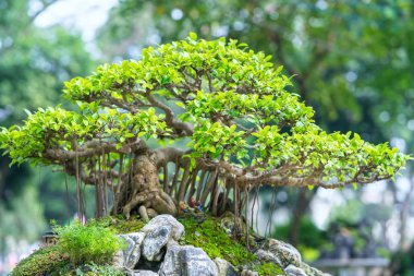 Bir tepsi veya pot bitki kök şeklinde yeşil bonsai ağacı şeklinde esnaf oluşturmak güzel doğa sanat