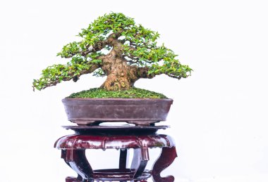 Bir pot bitki kök şeklinde beyaz arka plan üzerinde izole yeşil eski bonsai ağacı şeklinde esnaf oluşturmak güzel doğa sanat.