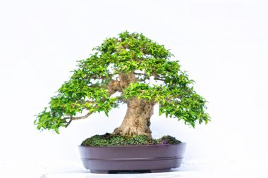 Bir pot bitki kök şeklinde beyaz arka plan üzerinde izole yeşil eski bonsai ağacı şeklinde esnaf oluşturmak güzel doğa sanat.