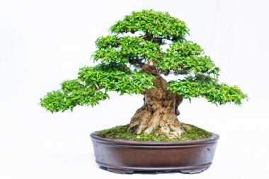 Bir pot bitki kök şeklinde beyaz arka plan üzerinde izole yeşil eski bonsai ağacı şeklinde esnaf oluşturmak güzel doğa sanat.