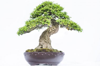 Bir pot bitki kök şeklinde beyaz arka plan üzerinde izole yeşil eski bonsai ağacı şeklinde esnaf oluşturmak güzel doğa sanat.