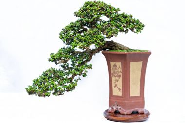 Bir pot bitki kök şeklinde beyaz arka plan üzerinde izole yeşil eski bonsai ağacı şeklinde esnaf oluşturmak güzel doğa sanat.