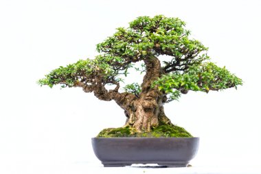 Bir pot bitki kök şeklinde beyaz arka plan üzerinde izole yeşil eski bonsai ağacı şeklinde esnaf oluşturmak güzel doğa sanat.