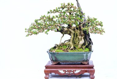 Bir pot bitki kök şeklinde beyaz arka plan üzerinde izole yeşil eski bonsai ağacı şeklinde esnaf oluşturmak güzel doğa sanat.