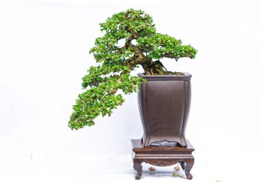 Bir pot bitki kök şeklinde beyaz arka plan üzerinde izole yeşil eski bonsai ağacı şeklinde esnaf oluşturmak güzel doğa sanat.