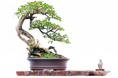 Bir pot bitki kök şeklinde beyaz arka plan üzerinde izole yeşil eski bonsai ağacı şeklinde esnaf oluşturmak güzel doğa sanat.