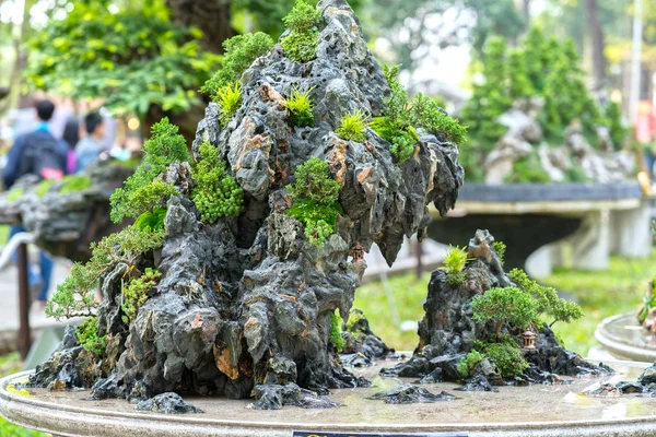 Árbol Bonsái Verde Una Maceta Planta Bandeja Forma Del Tallo — Foto de Stock