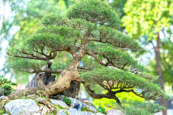 Árbol Bonsái Verde Una Maceta Planta Bandeja Forma Del Tallo — Foto de Stock