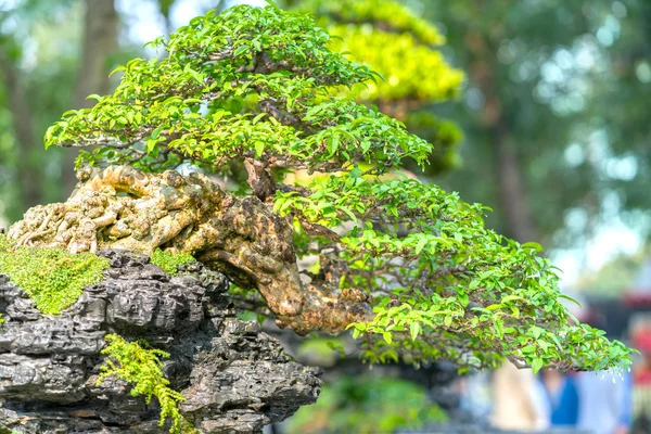 Green Bonsai Tree Pot Tray Plant Shape Stem Shaped Artisans — Stock Photo, Image
