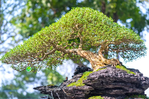 Green Bonsai Tree Pot Tray Plant Shape Stem Shaped Artisans — Stock Photo, Image