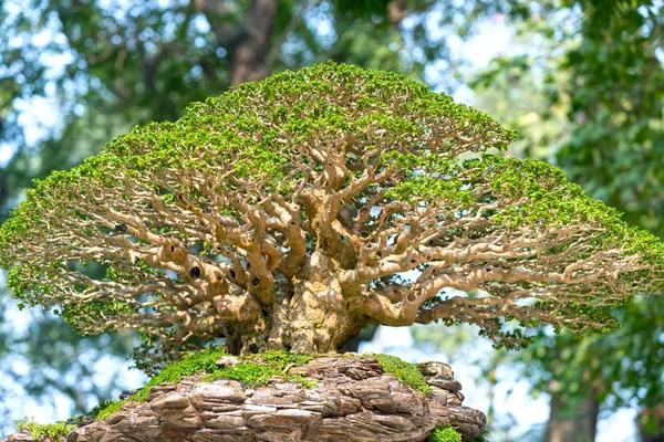 Pot Vagy Tálca Növény Alakját Szár Zöld Bonsai Alakú Kézművesek — Stock Fotó