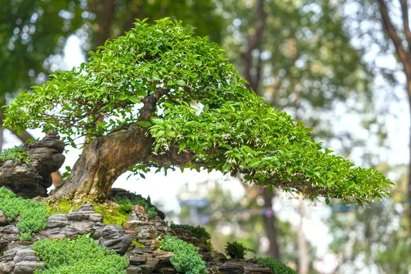 Árbol Bonsái Verde Una Maceta Planta Bandeja Forma Del Tallo — Foto de Stock